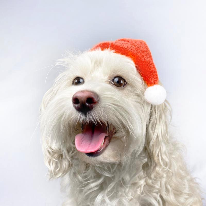 Neumatipets - Gorro Navideño para Mascotas