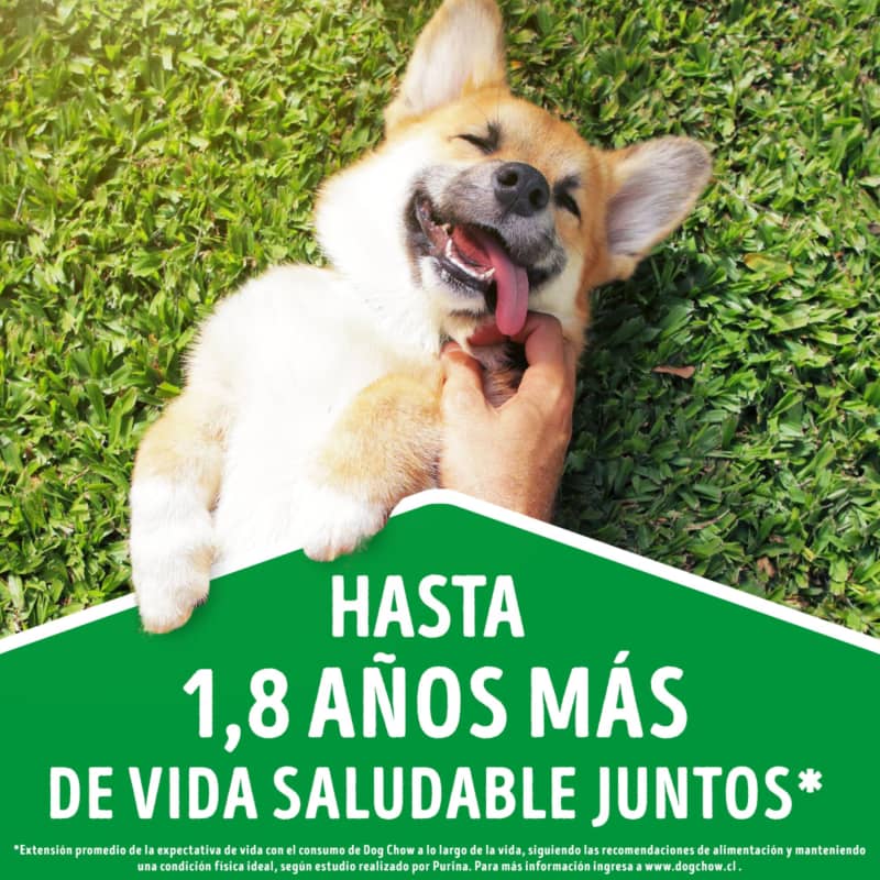 dog-chow-salud-visible-adultos-minis-y-pequenos