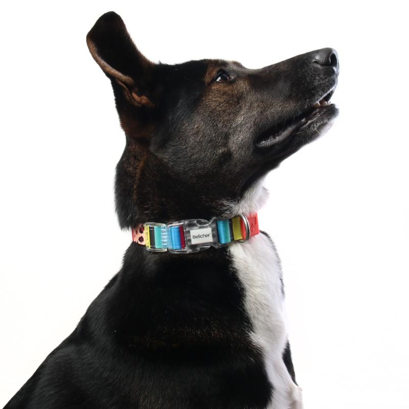 bellcher-collar-martingale-shakai-5-cm