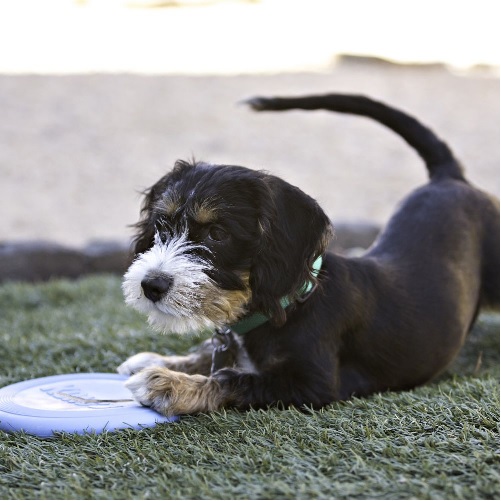 kong-frisbee-puppy