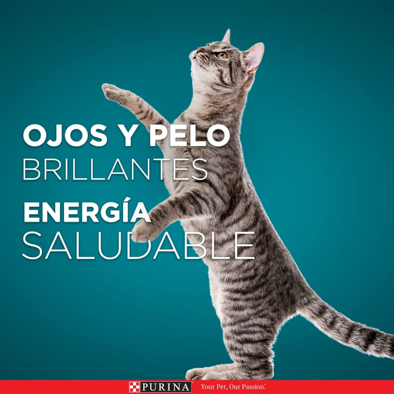 purina-one-gato-adulto-pollo-y-carne