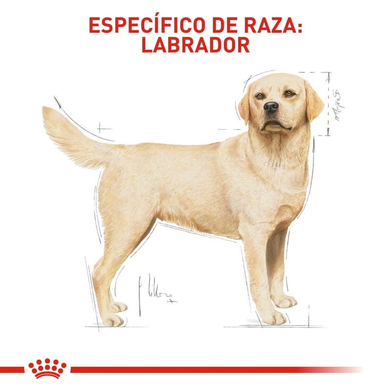 royal-canin-labrador