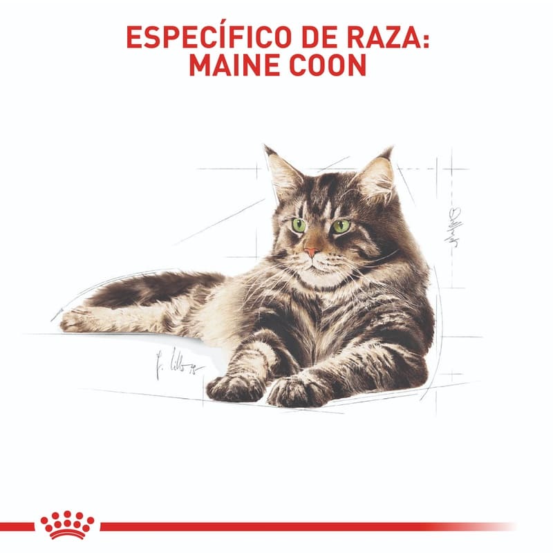 royal-canin-fbn-maine-coon-adult