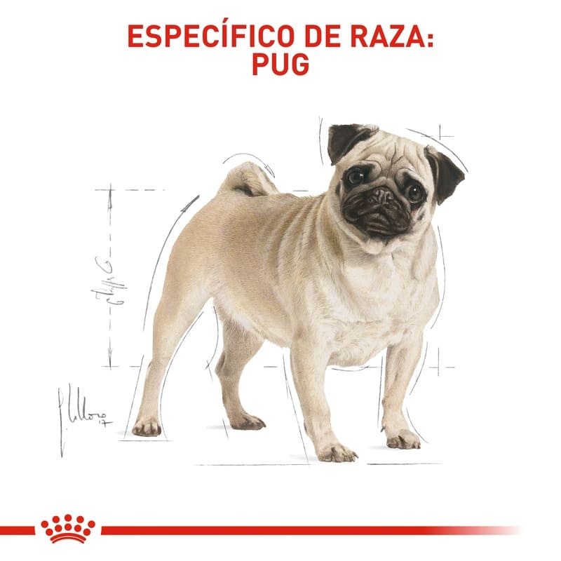 royal-canin-pug-adulto