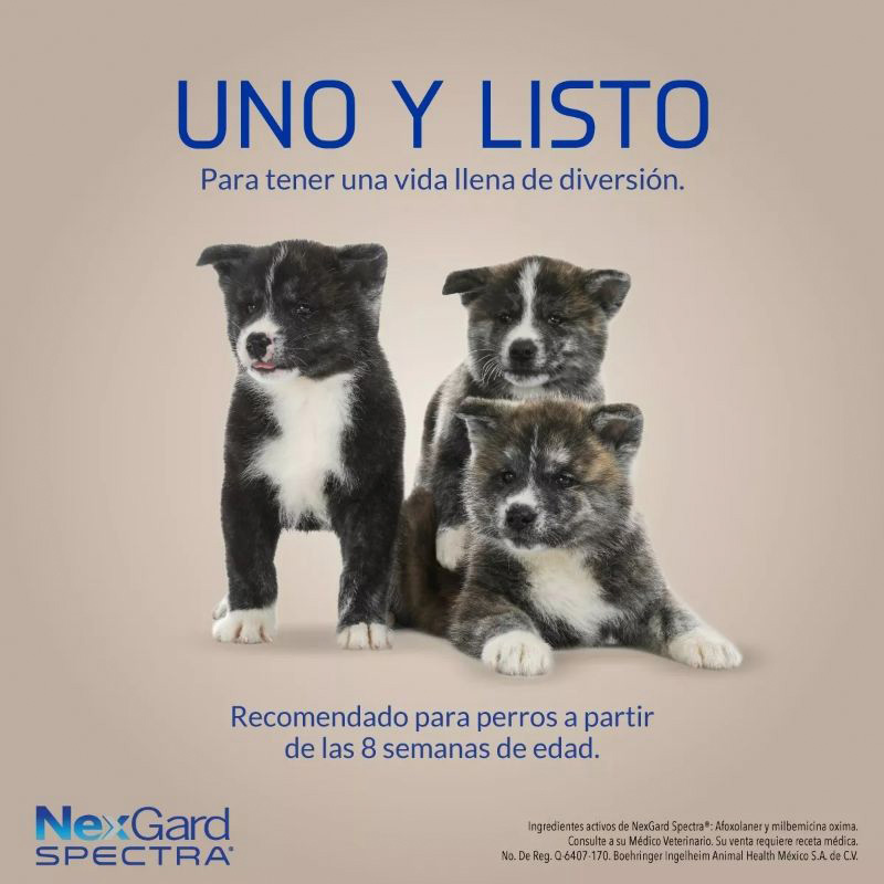 nexgard-spectra-tableta-masticable-para-perros-301-60-kg