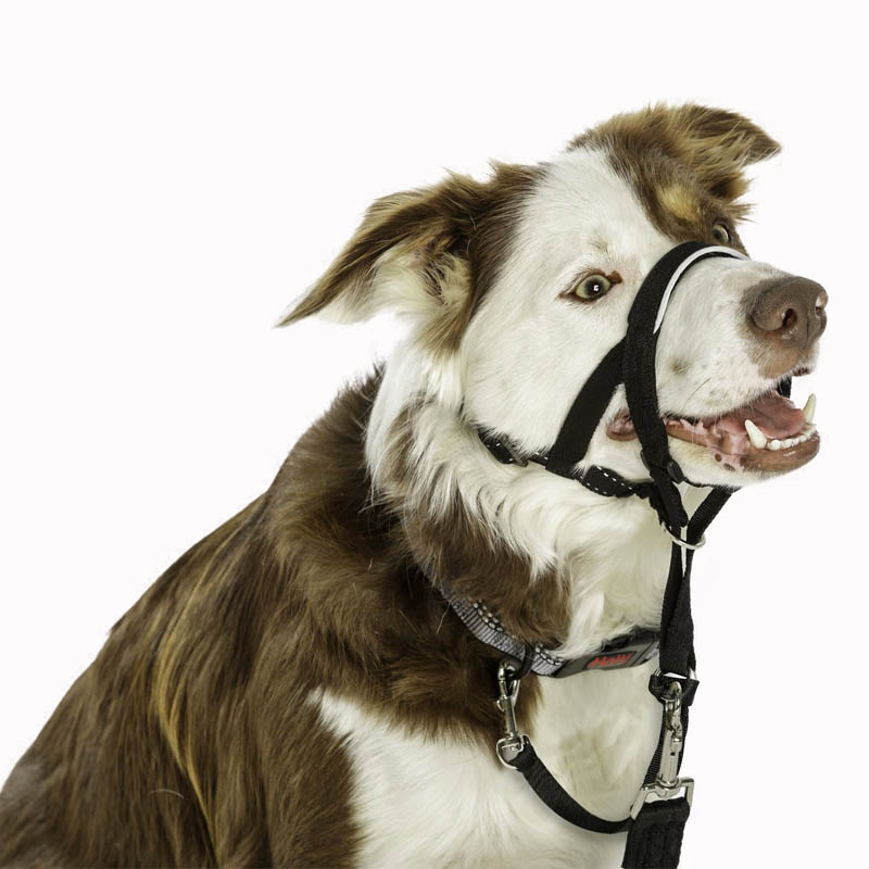 Coa Halti Headcollar Negro Laika Mascotas