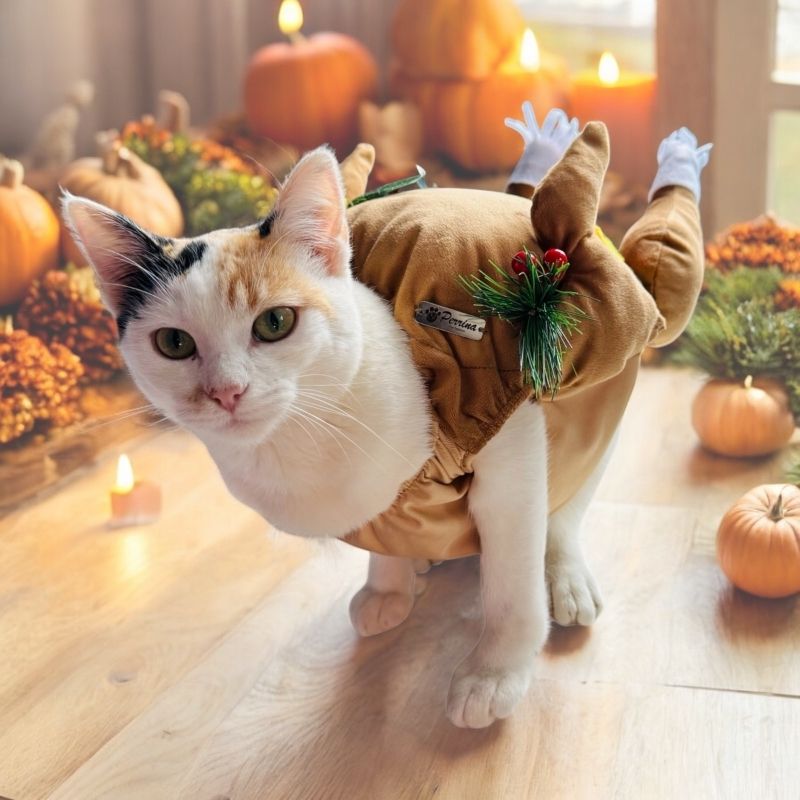 perrina-disfraz-pavo-al-horno