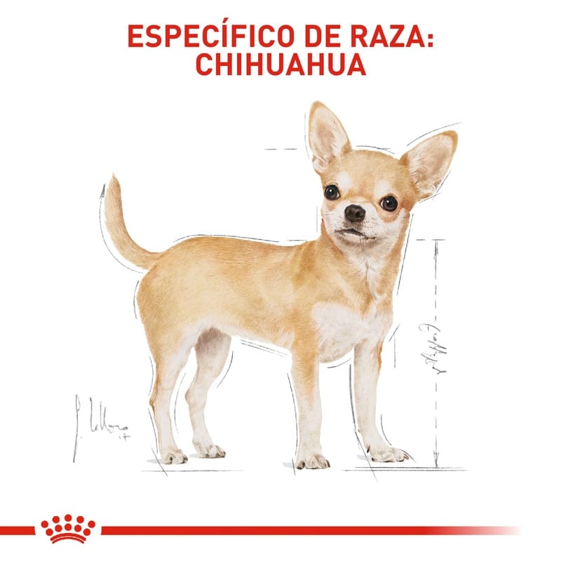 royal-canin-chihuahua-adulto