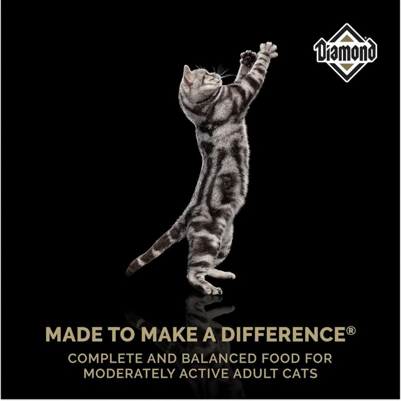 diamond-alimento-seco-maintenance-cat