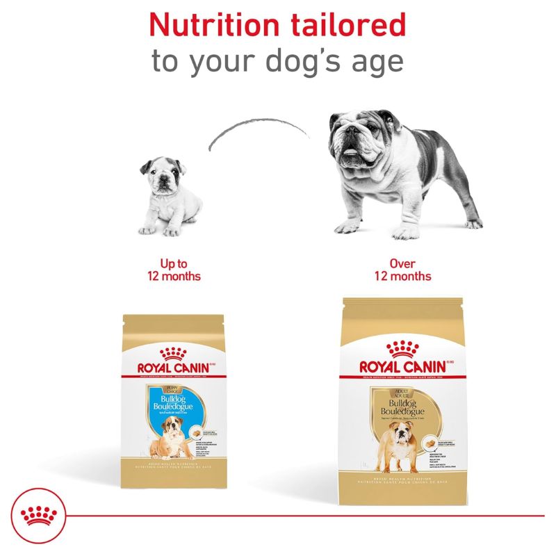 royal-canin-bulldog-ingles-cachorro