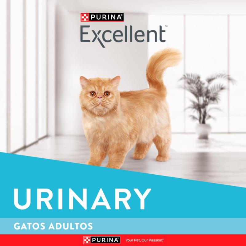 excellent-urinary-cat