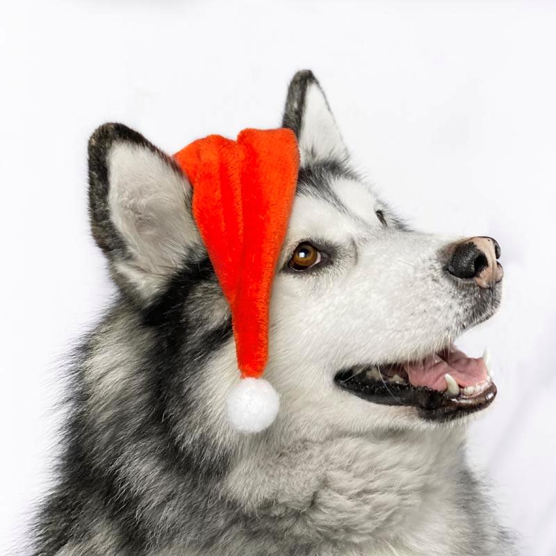 Neumatipets - Gorro Navideño para Mascotas