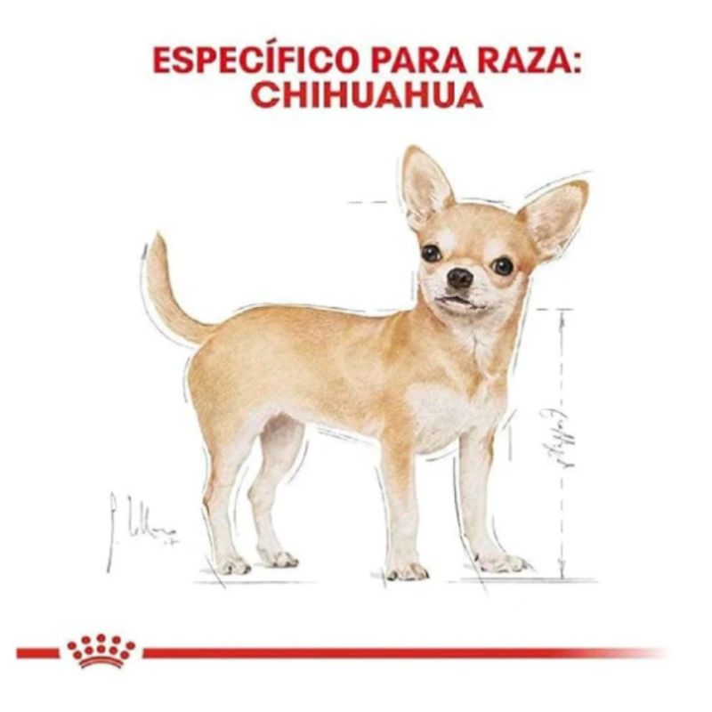 royal-canin-chihuahua-adulto-lata