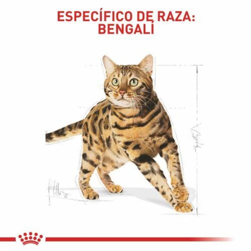 royal-canin-bengali-adulto