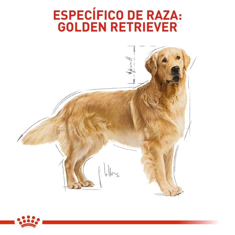royal-canin-golden-retriever