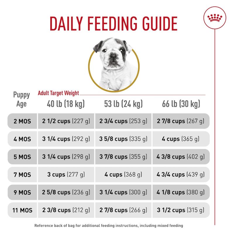 royal-canin-bulldog-ingles-cachorro