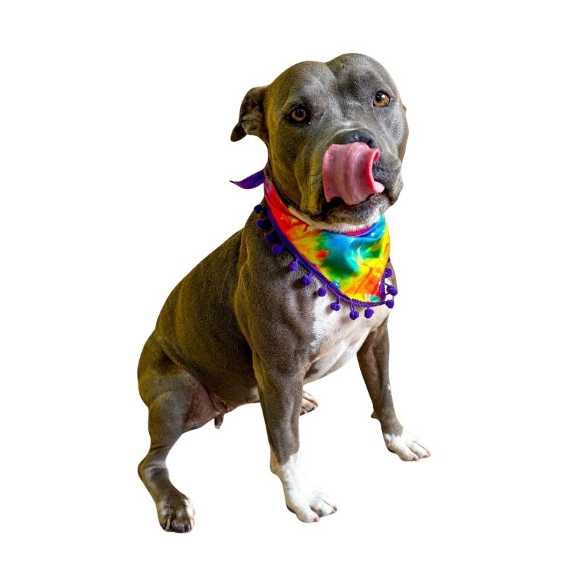 PH Bandana Party Color