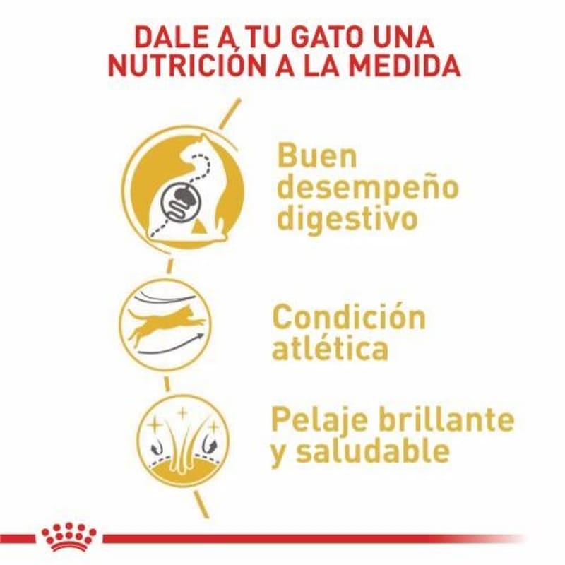 royal-canin-bengali-adulto