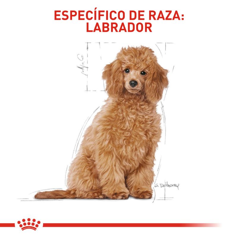 royal-canin-poodle-puppy
