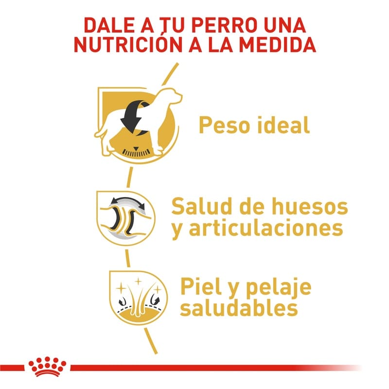 royal-canin-labrador