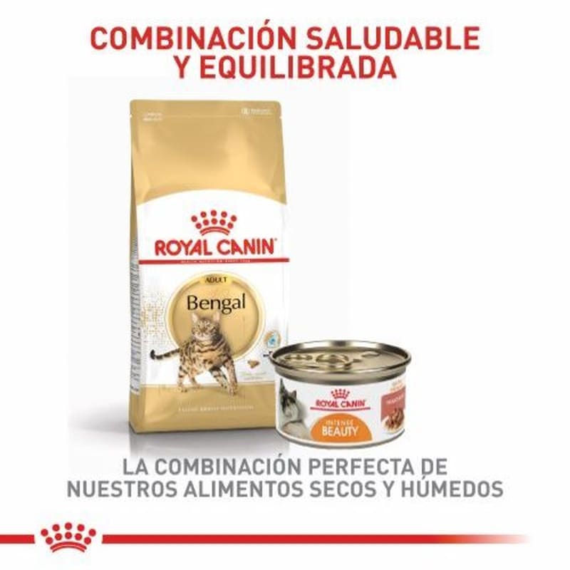 royal-canin-bengali-adulto
