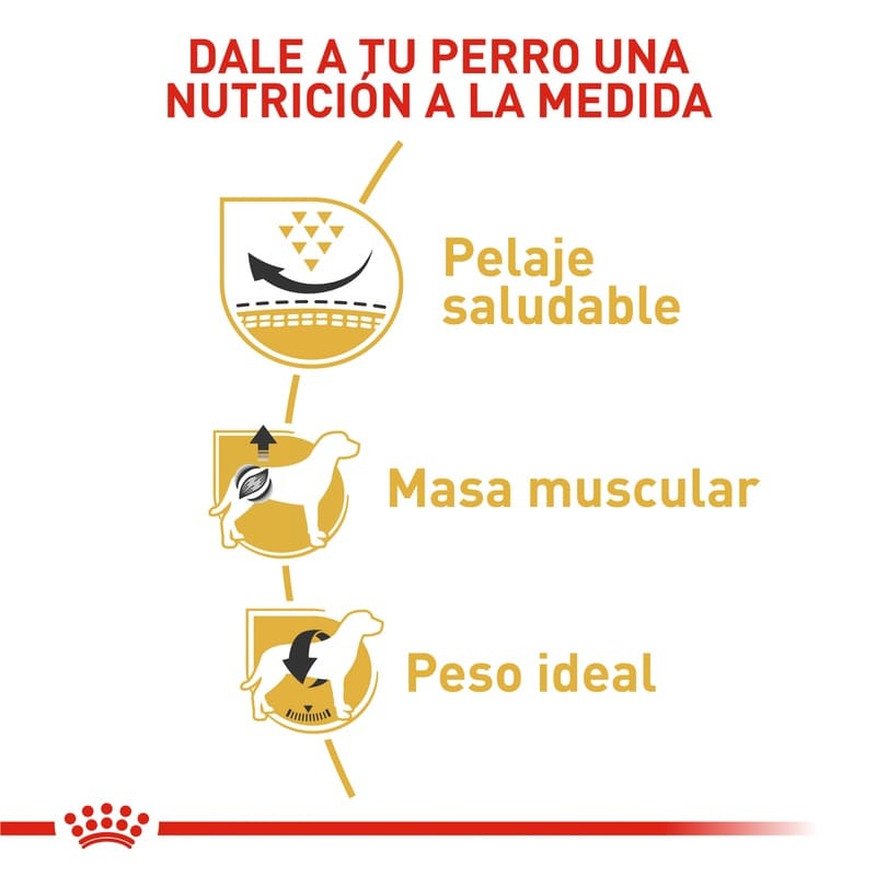 royal-canin-pug-adulto