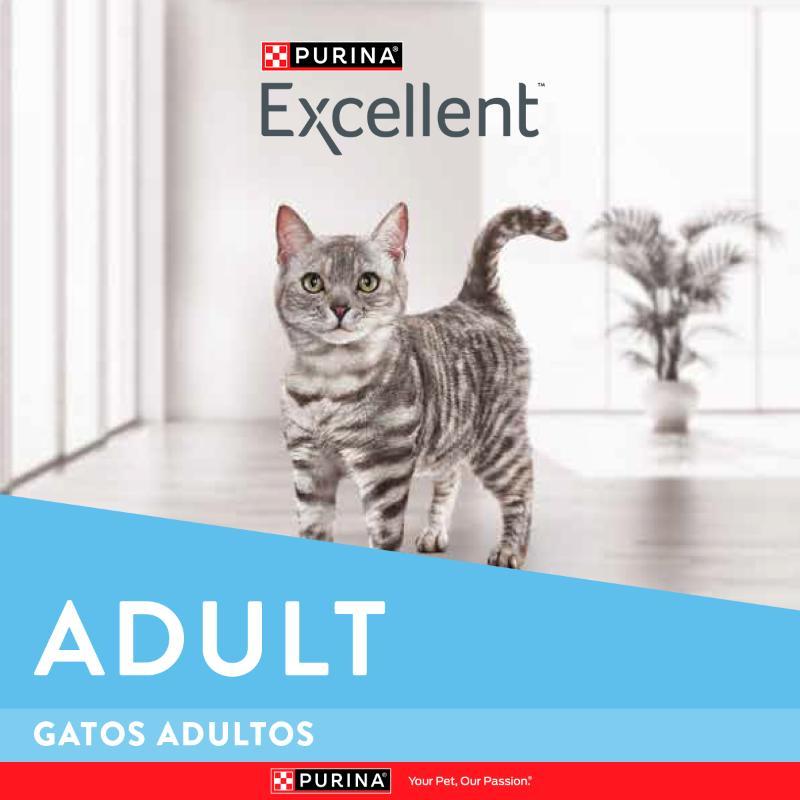 excellent-adult-cat