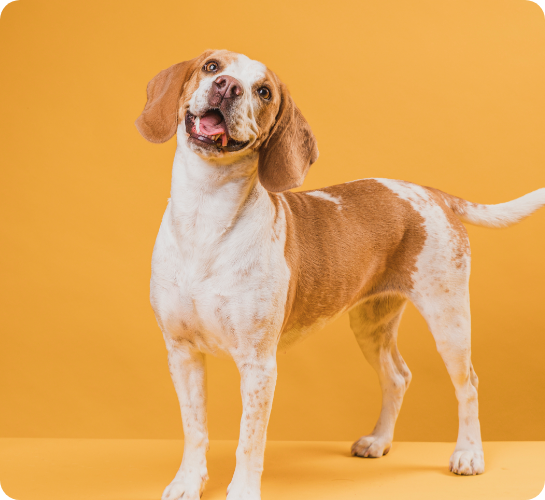 ¿Cómo educar a tu perro?